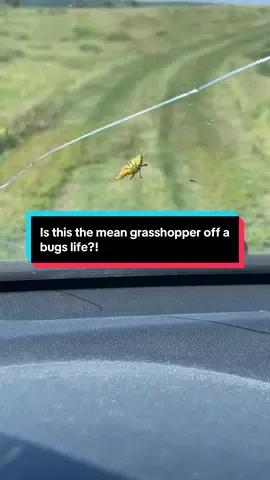 I stay hating on bugs 🐛🐞🐜🪲 #abugslife #funnyvideos #vineenergy #bugs #fyp 