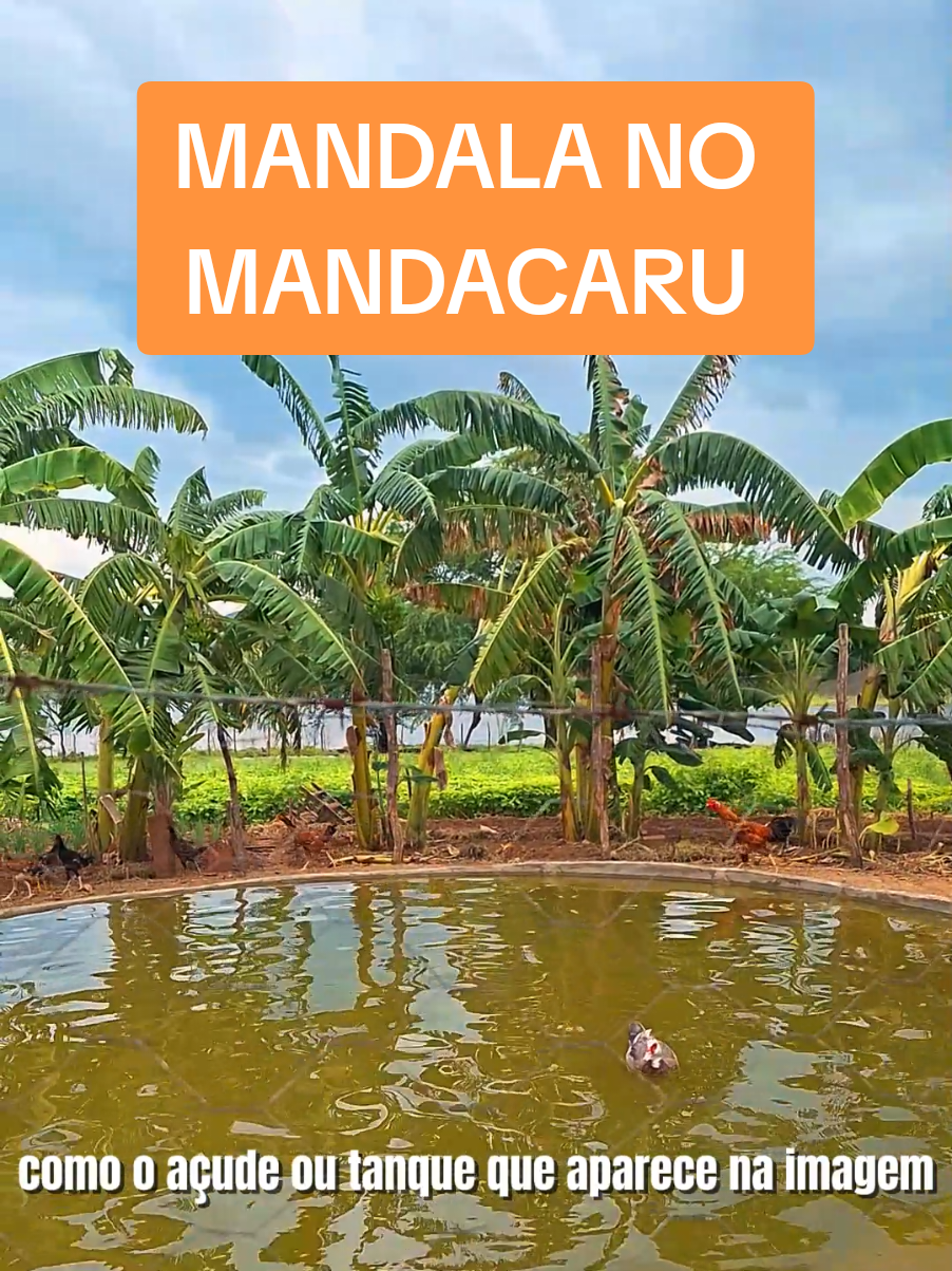 O Sistema Mandala é uma técnica de cultivo baseada no uso de espaços circulares, onde no centro geralmente se coloca um reservatório de água (como o açude ou tanque que aparece na imagem). Ao redor desse círculo, em anéis concêntricos, os agricultores cultivam diferentes culturas, como frutas, hortaliças, leguminosas e até criam pequenos animais. Isso favorece o aproveitamento da água, a diversificação da produção, a irrigação por gotejamento e a redução de desperdícios. Na região do Mandacaru, esse modelo é uma verdadeira referência de inovação no sertão, pois mostra que com organização e dedicação o agricultor consegue produzir em harmonia com a natureza. O Mandala possibilita segurança alimentar, renda extra para as famílias e ainda contribui para a preservação ambiental. 👉 Em resumo: o Projeto Mandala é mais do que agricultura — é um exemplo de que a força de vontade do agricultor transforma o semiárido em um espaço fértil e produtivo. 🌵🍌🥬 #tiktok #iraucuba #fy #seguidores #nordeste 