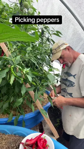 Picking peppers#gardening #peppers#growing peppers#vegetablegardening #gardening101 