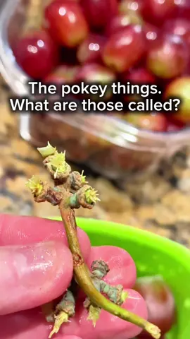 What are those pokey things called?? #fyp #fypシ 