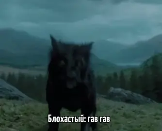 спасибо трем людям за идею, Сириус/яйцо дракона, Ремус/шоколад, Гриндевальд/цилинь ну и Альбус как всегда печалик🥵 #культгп #fyp #harrypotter #гаррипоттер #рек 