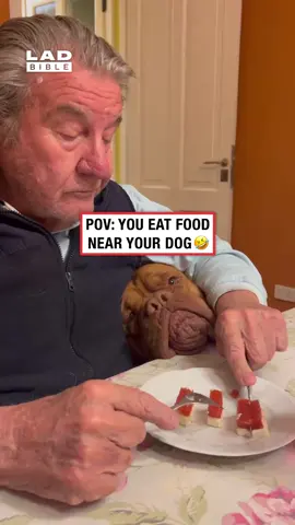 His eyes don't leave the food 😅 (🎥: ViralHog)