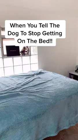 #onthisday - It’s His World…I Am Just Living In It!  🤨🤭🥰 #cutedog #dogs #adogslife 