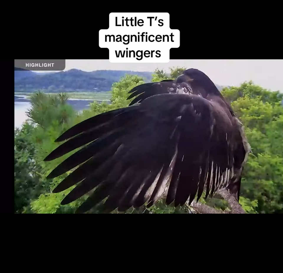 #trempealeaueagles 
