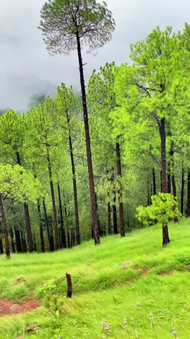 Yeh pholoon ki wadi..!🌸❤️Kotli Sattian.⛰️#foryou #foryoupage #moinsatti1 #trending #fyp 