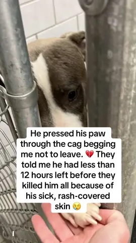 I’ll never forget that moment. I was walking down the rows of cages when I saw him — his paw reaching through the bars, eyes wet, pleading for someone to notice. 💔 The staff told me the truth: He’d been ignored for months. Every family passed by because he was crawling with fleas and mites. Now he had less than 12 hours left. Twelve hours… and his life would be over. I broke down right there. I couldn’t let him die without ever knowing love. So I signed the papers. No plan. No supplies. Just a car full of tears and one broken soul. 😭 The first nights were heartbreaking. He cried in his sleep. His skin was red and itchy from constant scratching. He shook his head from the crawling bugs — like irritation was all he had ever known. The vet said neglect had destroyed him. If I wanted to save him, I had to fight for him now. That’s when I found BugMD Flea & Tick Concentrate. 🌿 An essential oil-powered spray safe for dogs and their spaces. 🚫 It kills fleas, ticks, and mites fast. ✨ And it protects them from coming back. I sprayed it on his bed, his blankets, even the kennel. And slowly… the miracle happened: 🌱 The itching stopped. 🌱 His skin healed. 🌱 He could finally rest without scratching. 🌱 For the first time, he wagged his tail. 🐾 Now he’s not just alive. He’s safe. He’s loved. And he finally knows he matters. 💚 I can’t stop thinking… if I had walked in just one day later, he wouldn’t be here. 👉 I got BugMD on Amazon (link in bio). Give your rescue pup the relief they deserve. 🙏 #bugmd #rescuedogs #fleacontrol #doghealth #adoptdontshop