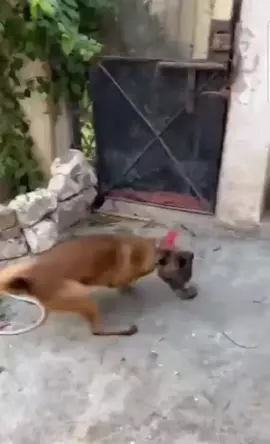 #فاير مصر