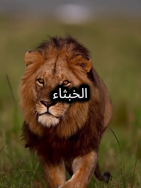 والله ما قطعنا رحم يوما وما هجرنا أحدا عبثا....ولكننا هجرنا الخبثاء وأهل الغيبة والنميمة#اقتباسات_عبارات_خواطر #المواقف #خواطر #اقتباسات 