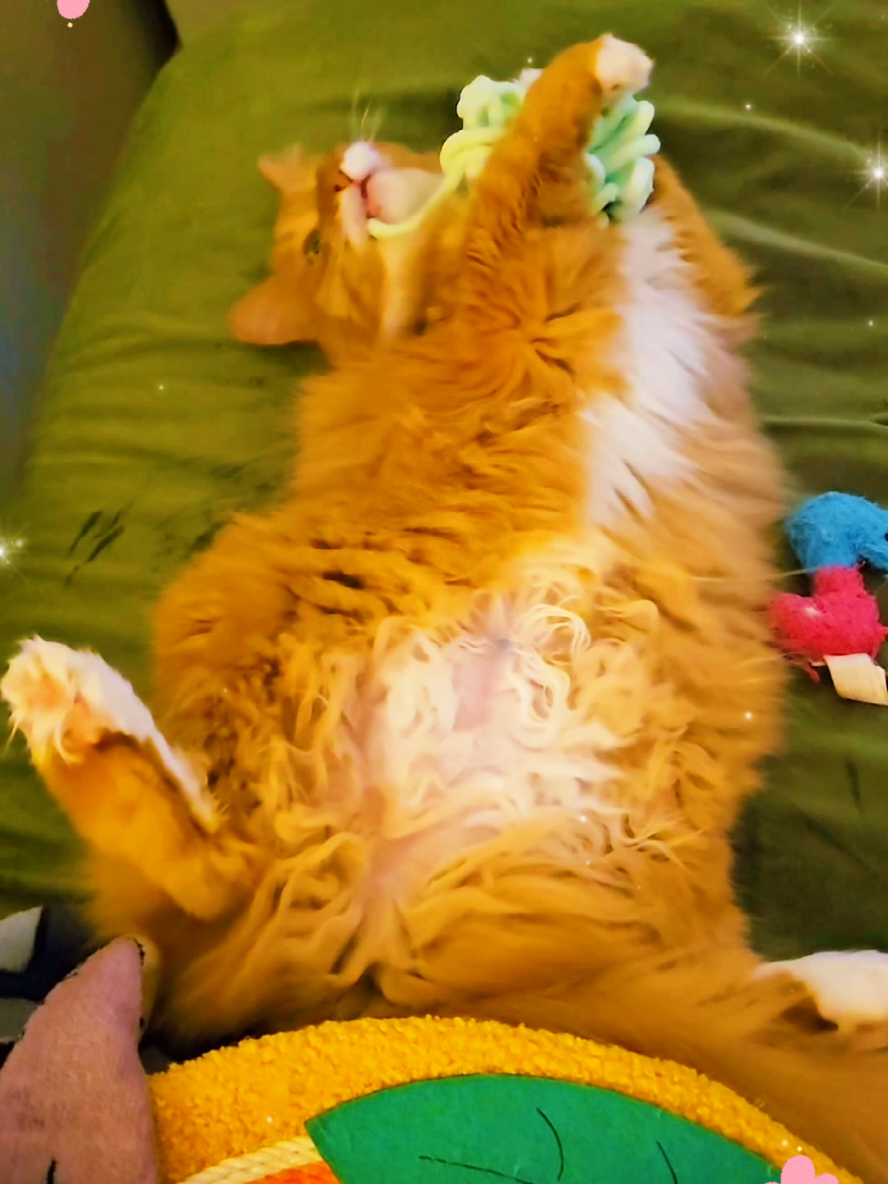 Shake it off with #NuggieCat   #funny #orangecat #PetsOfTikTok #cat 