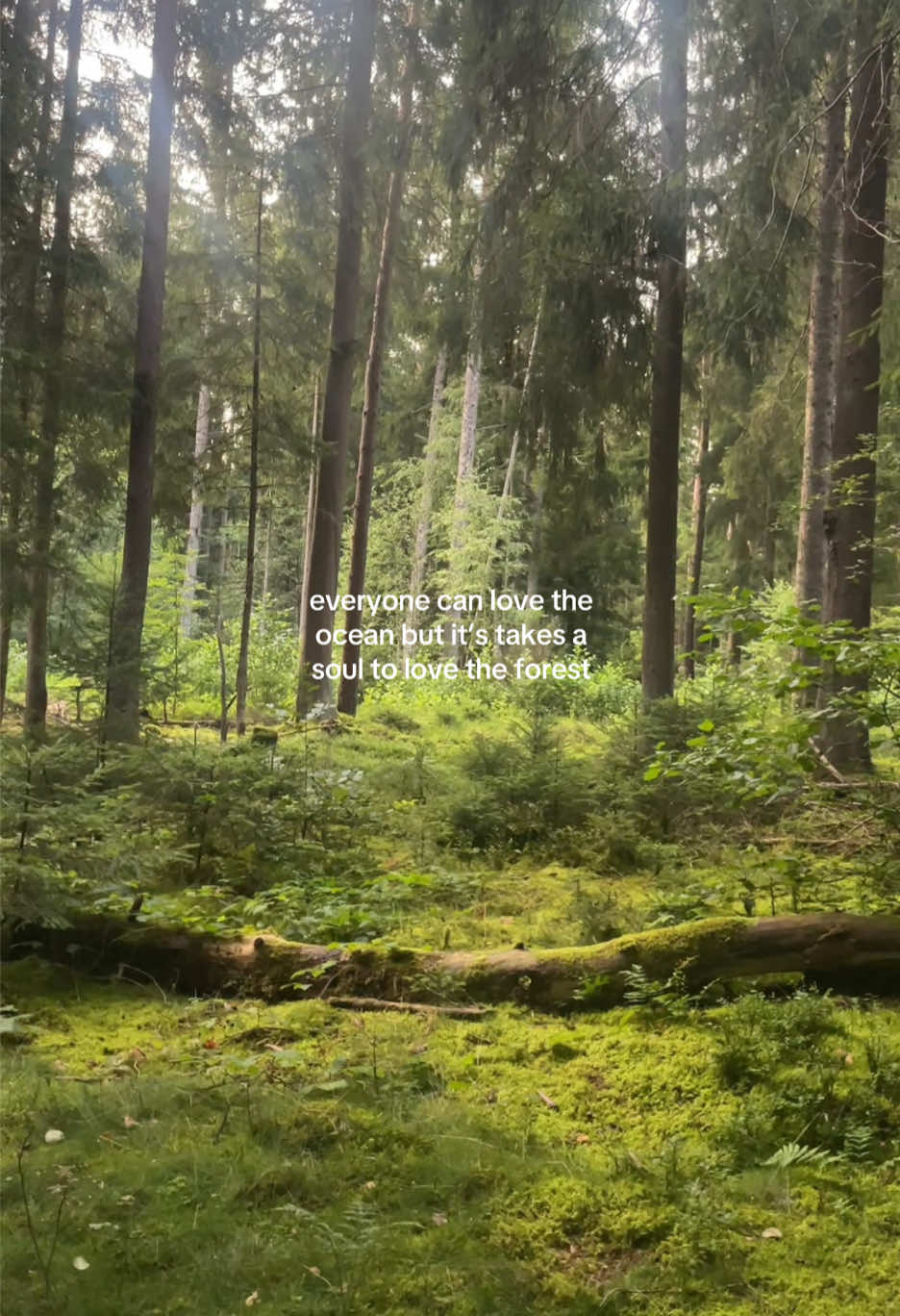 #forest #nature #targetaudience #Summer 