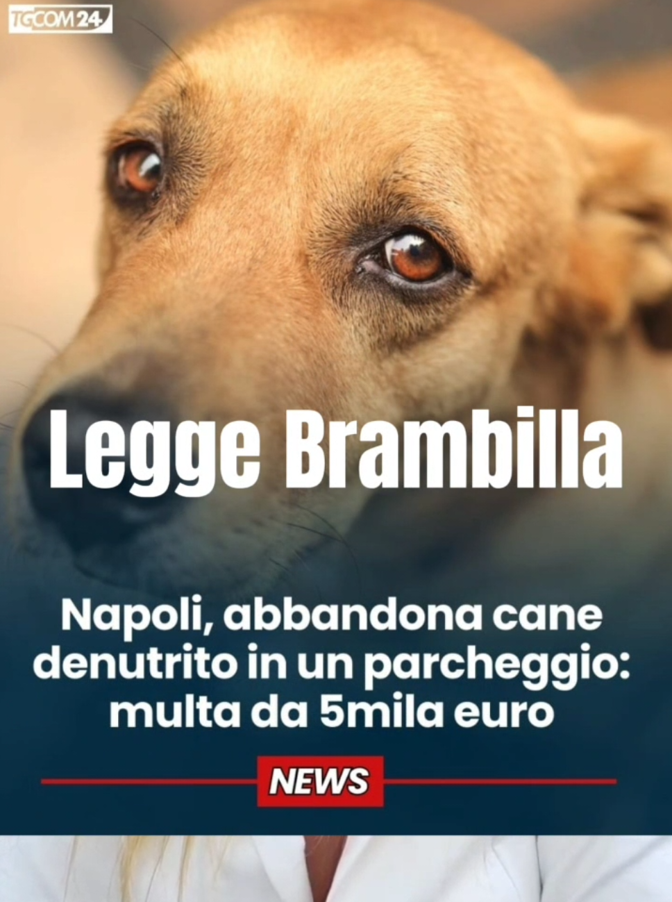 DENUNCIATA E MULTATA! A Sant’Anastasia, in provincia di #Napoli, una pensionata di 73 anni è stata #denunciata e #sanzionata con 5.000 euro di #multa per aver lasciato il proprio cane denutrito, legato a una corda corta, senza acqua né cibo e sotto il sole, nel parcheggio di un supermercato. Grazie alla segnalazione di un cittadino e al tempestivo intervento dei #Carabinieri, il caso è stato immediatamente contestato Un episodio che merita di essere sottolineato, perché dimostra la professionalità e la prontezza delle forze dell’ordine del territorio, a cui va tutta la nostra gratitudine. Ma soprattutto conferma un dato fondamentale: il tempo dell’impunità è finito.  Oggi, con la #LeggeBrambilla, per chi compie reati contro un animale non ci saranno sconti.
