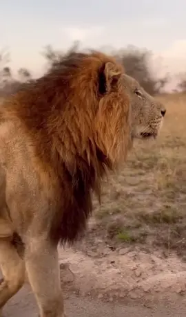 Wanna make a TikTok? #lion #serengeti #tiktok #safari #africa 