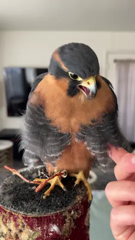 You know he’s ready for action when he’s got his fluffy vest on. 😆 Cheeto is a noisy bird but I love him.  #aplomadofalcon  #birdsofprey 