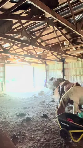 Life with horses: majestic creatures + endless piles.#horses #endlesspiles #majesticseacreatures #horsesoftiktok #fypシ 
