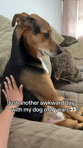 #dog #dogsoftiktok #fyp 