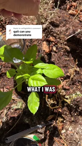 Replying to @zaftigdollie you can do this with indoor plants if you’re going out of town too. #gardening #poormansgarden 