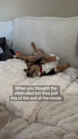 And scene 🎬  To be continued … #dogsoftiktok #yorkie #michaelbay #trending #foryoupage 