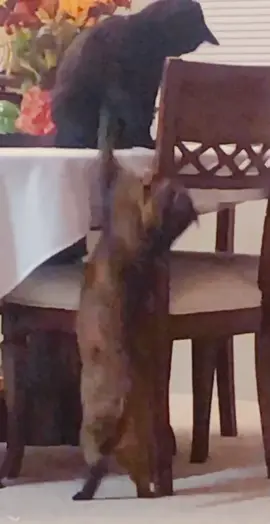 Working out some details…#cutecats #catsoftiktok 