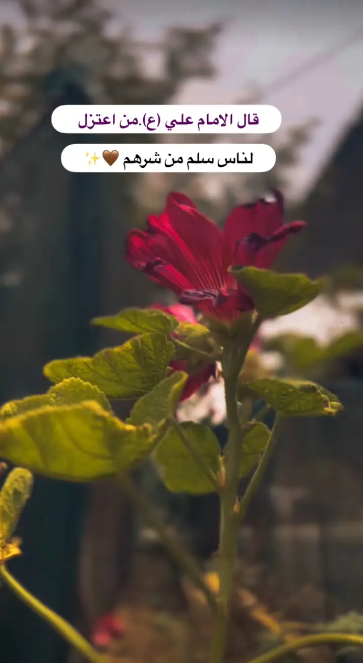 #تصويري_احترافي_الاجواء👌🏻🕊😴  #اللهم_صل_وسلم_على_نبينا_محمد  #قناتي_تليجرام_بالبايو💕🦋 