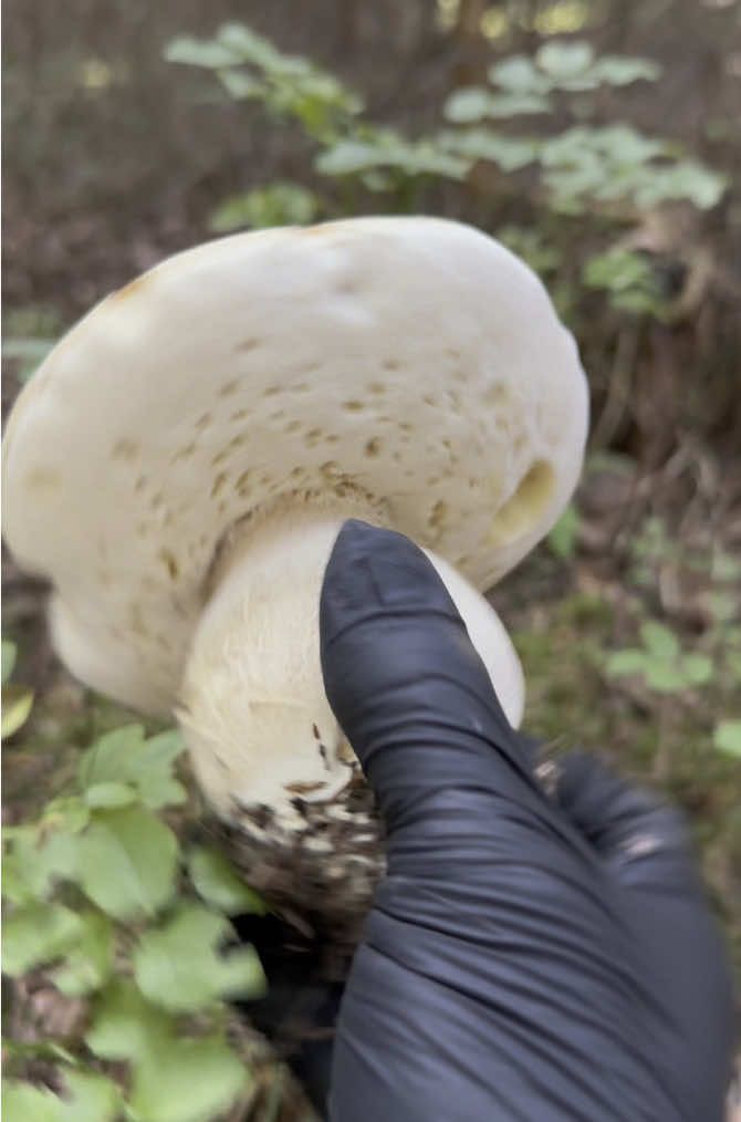 #steinpilze #pilze #mushrooms #porcini #nature #boletus #pilzesammeln #funghi #fungi #steinpilz #boletusedulis #funghiporcini  #wald #mushroom  #lecker  #naturelovers #mushroomsociety #forest #Hiking #wandern #junglefood #wildfood #หาเห็ด #เก็บเห็ด #เห็ดผึ้งหวาน #เก็บเห็ดต่างแดน #blackforest #schwarzwald #pilztok 