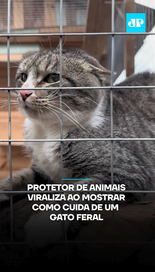 Chamados de gatos ferais, esses animais domésticos acabam se tornando ariscos por não terem recebido contato humano enquanto cresciam. Márcio, que é protetor e ativista da causa animal, recentemente postou em suas redes sociais o resgate de um exemplo desses, que acabou recebendo o nome de Tigrão. Apesar do desafio, Márcio vai de pouco em pouco, até conseguir conquistar a confiança do bichano. Que certamente, com muito amor e carinho, voltará a ser dócil. 🎥 Reprodução: @protetormarciors | @myhoodbr 📺 Confira na JP News e Panflix #proteção #cuidado #carinho #animais #gatos #ativismoanimal