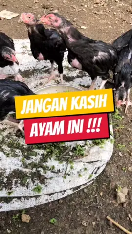 cara budidaya azolla #azolla #pakantenak #fyp #ayamkampung #kontenedukasi 