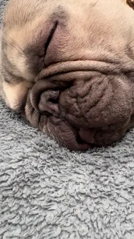 eL Nacho #bulldogfrances #frenchbulldog 