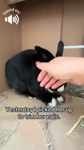 So sad…I will need her to trust me again.  #fyp #fypシ #bunny #pet #angry