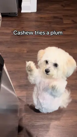 Cashew said: will twirl for fruit 🍑🩰🍇  #dog #cutedog #spoileddog #dogeating #dancingdog 