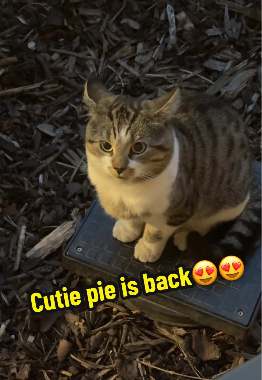 He’s soo polite I can’t 😩🥹😍😍 #straycat #cat #fyp #politecat #🐈 