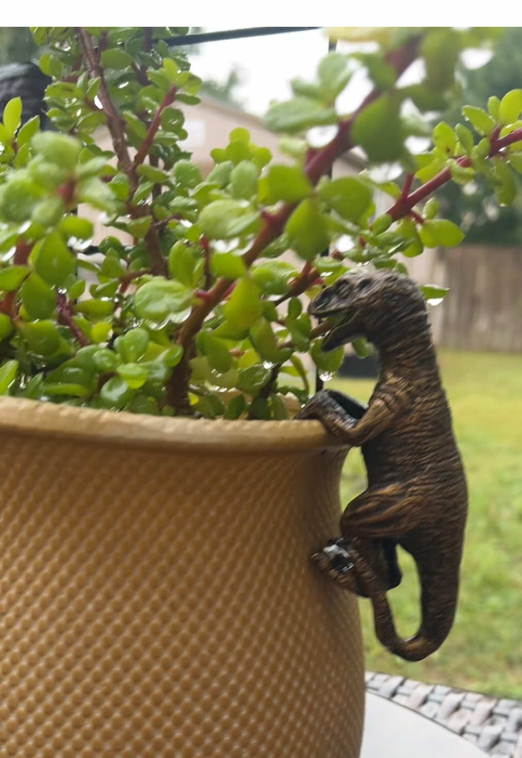 #gardendecor #garden #dino #dinosaur 