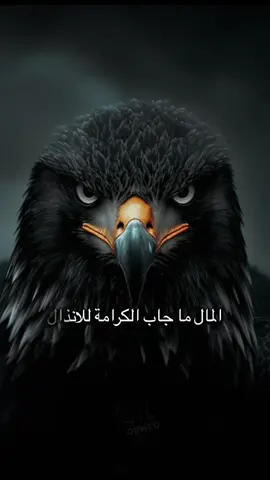 #أكسبلور_شعر_حكم_خواطر 