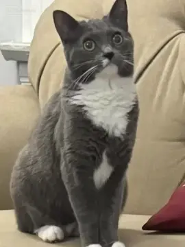 #CapCut #BunnysCorner third time’s the charm 😅😅😅 #catsoftiktok #Stormerella 