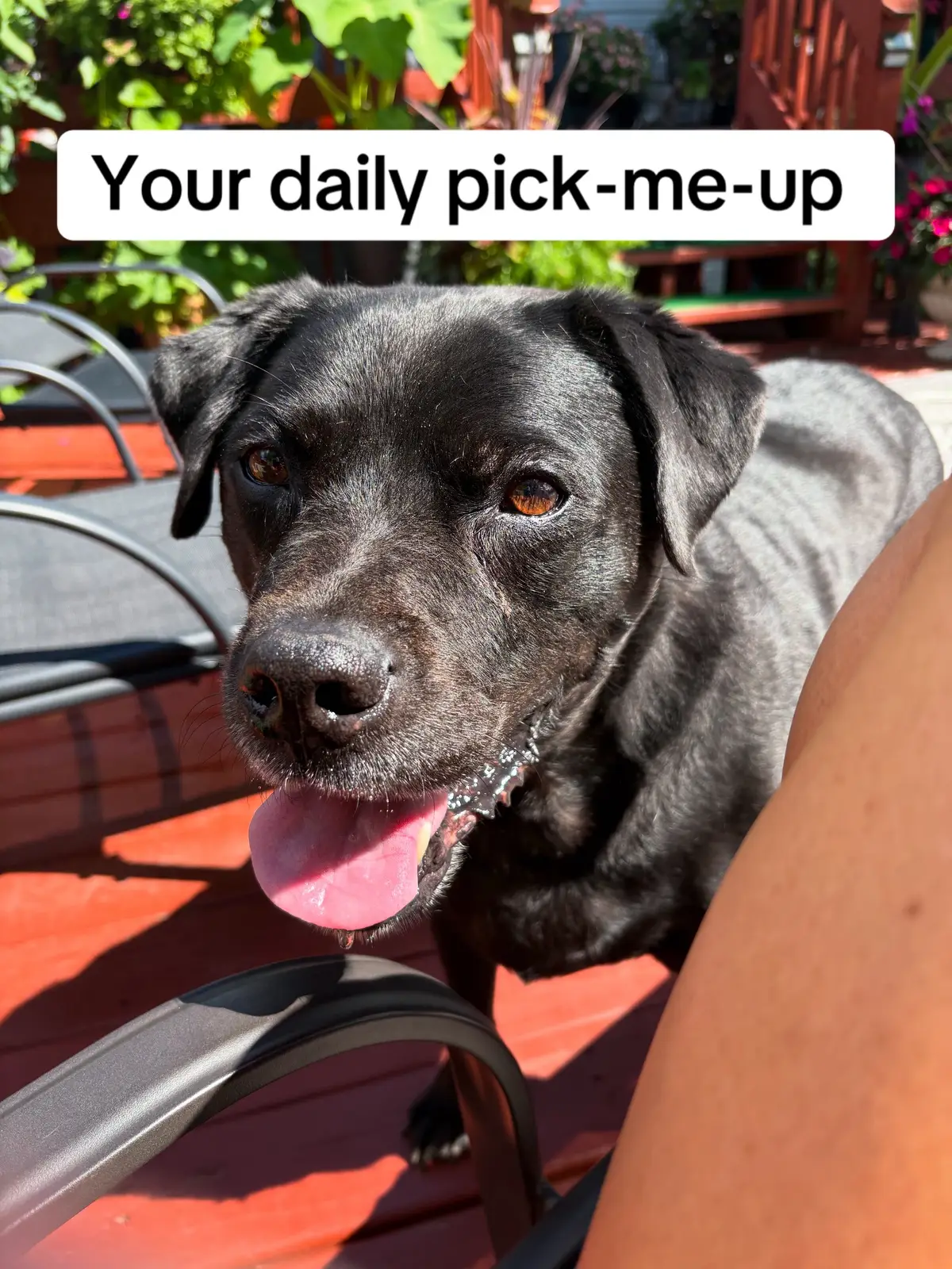 If anyone needed a little pick-me-up to brighten their day, here you go! Sometimes happiness comes in the simplest forms like a pair of big puppy eyes reminding us to slow down, smile, and soak in the little moments. Life can get heavy, but joy can be found in these tiny sparks of love and warmth. May this sweet face bring you a reminder that happiness is always closer than it seems! 🐾💛 #foryou #dogtok #dog #fyp #cute 