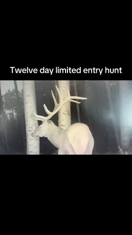 Drew a limited entry elk tag this year. What day would you shoot these elk? #hunting #elk #utah 