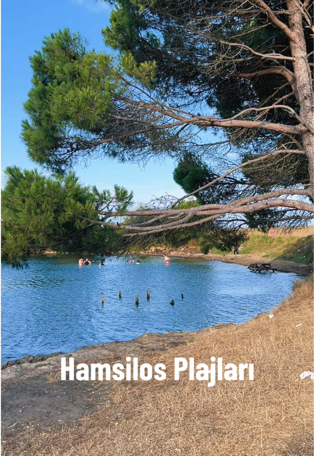 Sinop hamsilos bölgesinde bir çok plaj bulunuyor.. Akliman tarafında olsada genelde bu taraf girmesi tehlikeli bir bölge ama hamsilos koy olduğu için biraz daha güvenli kalıyor.. Ama Sinop'ta yaşayan Sinop lular buralarda denize girmeyi pek tercih etmiyolar temiz bulmuyorlar.. Ama tatilcilerin tercih ettiği bir bölge karavan ve çadıra da uygun yerler olduğu için daha çok kampçıların tercihi.. Akliman bölgesinde bolca kiralık daireler apartlar pansiyonlar çok.. #sinop #hamsilos #plaj #beach #karadeniz 