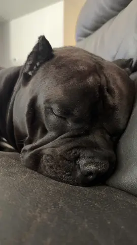 I can definitely tell you that a #dog has a #soul 
