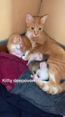 Sharing is caring #kitten #cat #family #fyp #storytime 