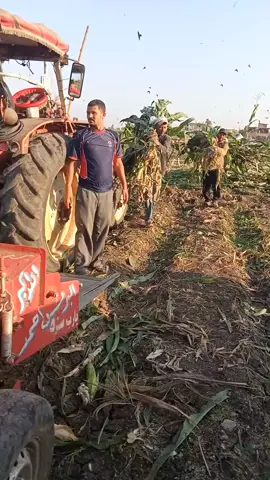 الفلاحين تحضر هنا الذره السيلاج اليوم من ارض الواقع