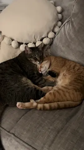 I can’t believe someone abandoned them in a box together 😢📦 breaks my heart. They now live the happiest and most loved life ♥️#cutecat #catvideo #catlover #cat #catcuddles 