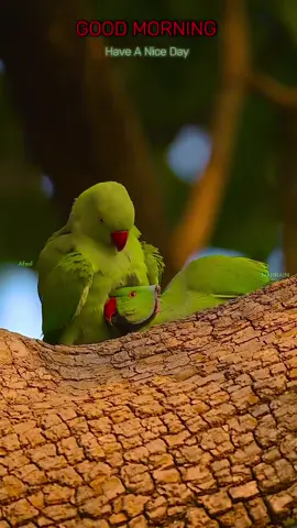 ചിലരങ്ങനെയാണ്...
 ഒന്നും മിണ്ടാതെ...
 ശരീരം കൊണ്ട് വളരെ അകലെയായിരിക്കും..
 പക്ഷെ മനസ്സിൽ അവർക്കുവേണ്ടി മാത്രം പ്രാർത്ഥിക്കുന്നവൻ...
 എന്നെങ്കിലും ഒരു ദിനം അവരുടെ മനസ്സു പെയ്‌തു നിറയ്ക്കാൻ കഴിയുമെന്ന് പ്രതീക്ഷയോടെ കാത്തിരിക്കും....
 നല്ലൊരു ദിവസം ആശംസിക്കുന്നു.. Good Morning 🌹#goodmorning #morningvibes #parrot #chummachumma #malayalamsong @Annet Kalappurakkal 