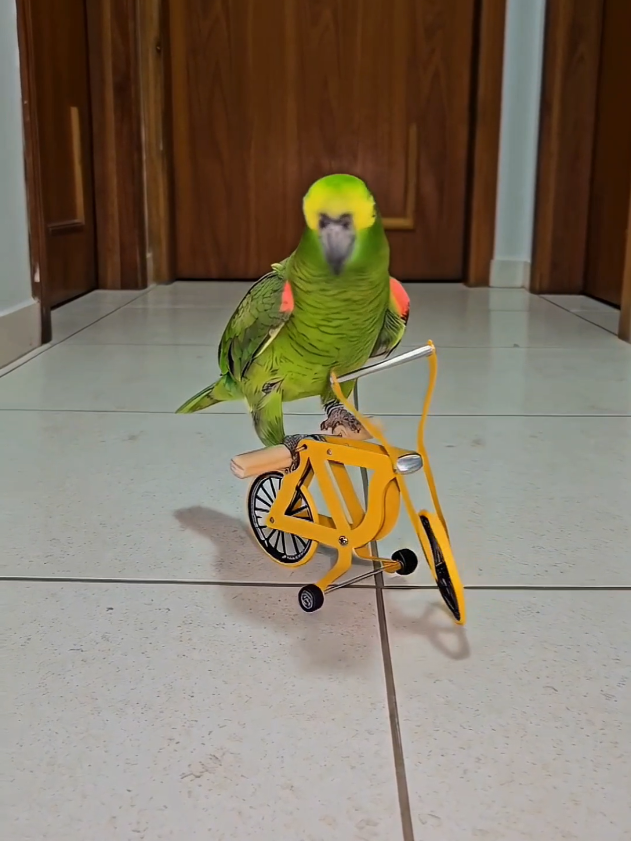 Parrot doing BMX stunts 2 #parrot #birdsoftiktok #bike #bmx #PetsOfTikTok 