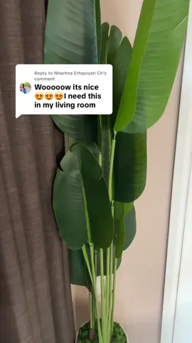 Replying to @Nharhna Erhquiyah Ch I love this plant #roomdecor #tiktokmademebuyit #trending 
