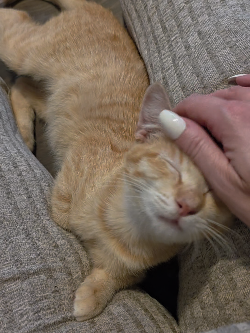 Sound up to hear the cutest little trill 😻  #RescueKitten #CatRescue #SpicyWhiskersRescue #fosterkittens 