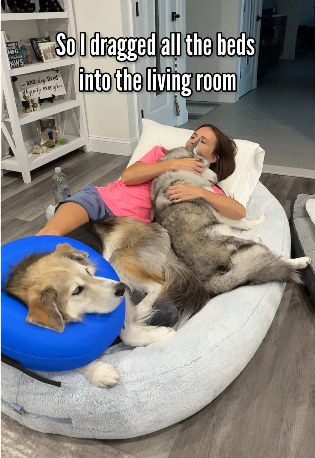 I wanted to create a calm, supportive and safe space for Tyson to aid in his recovery. However, it seems like he would rather have things wild, loud and chaotic. #dogs #husky #cutedog #fyp 