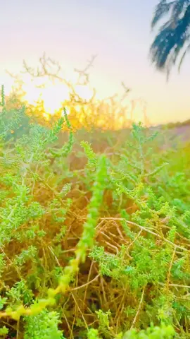 لاياوكت خلكك ترس#تصويري