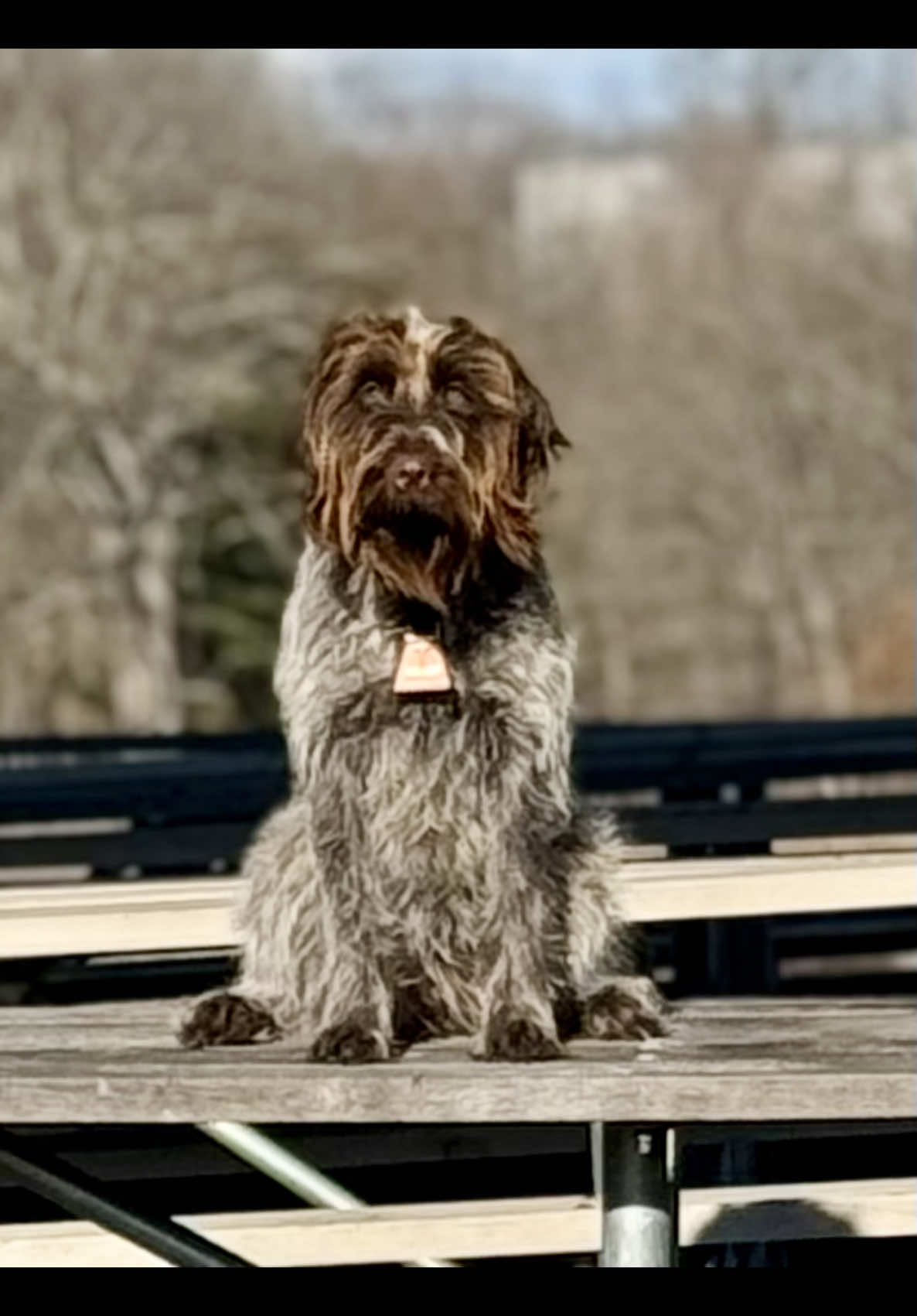 Bird dog for LIFE 🤪She really loves running out in the fields🙌🏽But it takes about an hour to brush out the burrs😳 #HuntingDog #BirdDog #WirehairedPointingGriffon #DogGrooming 