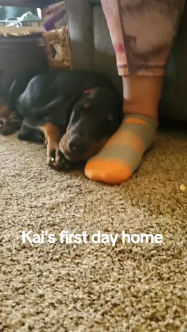 Awww...his pudge is gone now.  Boohoo! #deafdogsoftiktok #doberman #uncroppeddoberman 