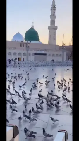 ہم فقیروں کو مدینے کی گلی  اچھی لگی #foryoupage❤️❤️ #islamicviralvadio🕋🕋🕋 #forupage #viralditiktok #foryouuuuuuuuuuuuu 