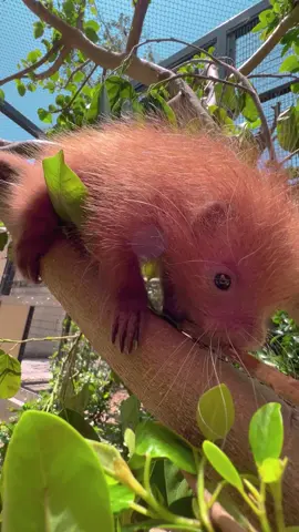 Allow us to introduce you to Piquito, a pint-sized, perfectly prickly prehensile-tailed porcupette, the first EVER born at the San Diego Zoo 🥁♥️ #prehensiletailedporcupine #piquito #sandiegozoo